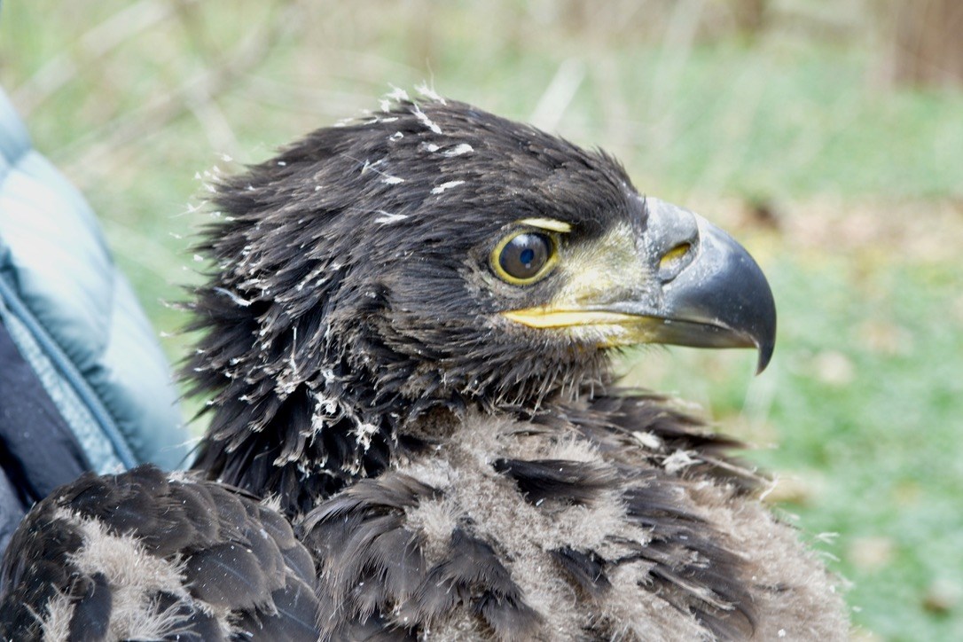 Banding the Duke Farms Bald Eagles